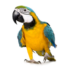 Dr Ana Falk Holistic Pet vet Macaw 1