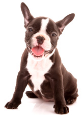 Dr Ana Falk Holistic Pet vet Bulldog