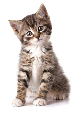 Dr Ana Falk Holistic Pet vet kitten